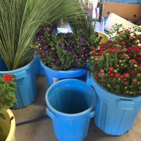 盆花始まりました!!