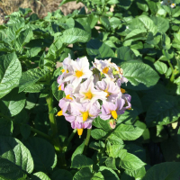 何の花でしょう?5