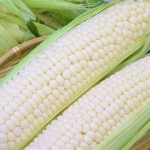 白とうもろこし