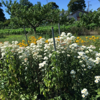 盆花始まりました!